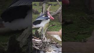 Marabou Stork Sounds [upl. by Nauquf]