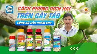 Cùng Bác sĩ cây trồng SPC hướng dẫn cách phòng trừ dịch hại trên cây Táo Ta [upl. by Asenab]