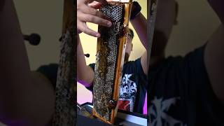 ASMR Eating Black Honeycomb 🐝 shorts [upl. by Behm]