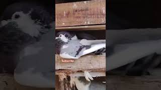 Siraji vs pg green loft  fight pigeon  shorts  video  uluberia pigeon market  fancy pigeons [upl. by Quintana]