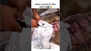 Goat Life 😂🔥  Comment Reader  thejoyfuljester ytshorts trynottolaugh funny trending viral [upl. by Hpeseoj]