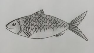 How to draw fish easily  How to draw Hilsa fish easily [upl. by Iraj]