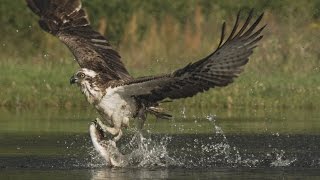 An osprey fishing in spectacular super slow motion  Highlands  Scotlands Wild Heart [upl. by Delcine]