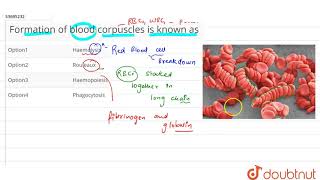 Formation of blood corpuscles is known as [upl. by Cannon]