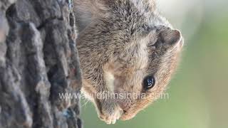 Cuteness overload Fivestriped Gilheri Squirrel scampers around as city life goes on noisily [upl. by Tarrah495]