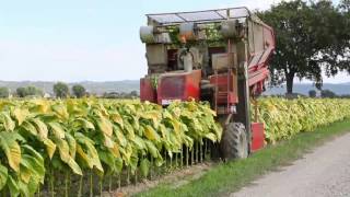 Spapperi Srl  Raccoglitrice Tabacco RA 632  Tobacco Harvester RA 632 [upl. by Yrebmik849]