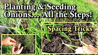 How to Plant Onion Transplants amp Seeds Spacing Strategies Soil SetUp Fertilizing amp Watering [upl. by Trik]