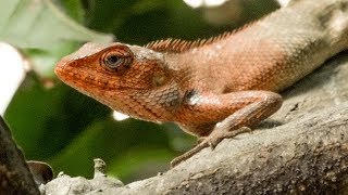 A garden Lizard [upl. by Hollis418]