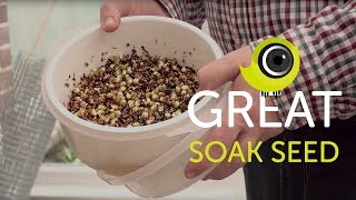 How to make great soak seed for birds  The Canary Room Top Tips [upl. by Erlandson]