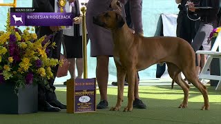 Rhodesian Ridgebacks  Breed Judging 2023 [upl. by Norrahs]