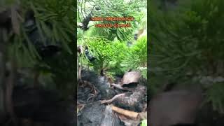 Subur sekali bonsai cemara sinensis bonsaicemara cemarasinensis [upl. by Buyers]