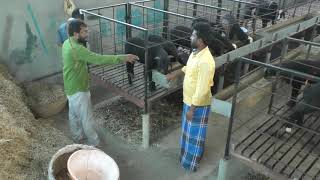 Sheep Deccani Farming Shed Design Sheep Farming Sheep Shed Making [upl. by Annawad]