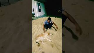 Ghar mein chori Ho gai kamchor dog ki videocomedy dog sorts viralshorts trendingshorts 🐕🐕🐕🐶 [upl. by Gombosi219]