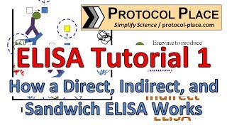 ELISA Tutorial 1 How a Direct Indirect and Sandwich ELISA Works [upl. by Andaira]