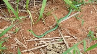 Cobra verde no pastoSerpiente verde en el campo Philodryas olfersii [upl. by Annovahs]