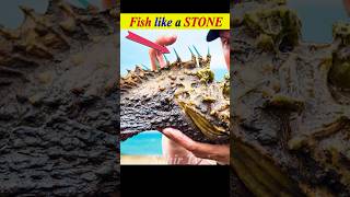 Most dangerous and poisoners stone fish shorts youtubeshorts [upl. by Alocin]