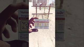 Hydroprogesterone injection IP animals viralvideo buffalo repeatbreeding [upl. by Klatt]