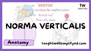 Anatomy of the skull  norma verticalis [upl. by Thurlow]