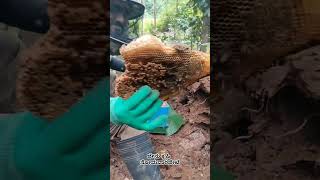 Honey Bee Farming💚 Somwarpet Coorgkodagu honeybees farming farmer coorg malnad somwarpet [upl. by Ablem257]