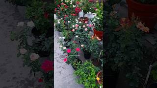 Rose plants  hibiscus flowers  plants colour full flowers  gardening Rosehibiscus [upl. by Fishback]