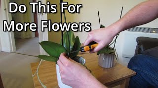 How to get your Phalaenopsis orchids to flower again [upl. by Susannah299]