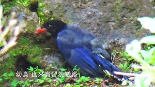 多隻 台灣藍鵲 群聚相招 洗蟻浴 Taiwan Blue Magpies is anting [upl. by Einhpets960]