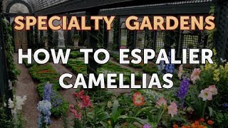 How to Espalier Camellias [upl. by Martha]