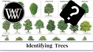 How to Identify a Tree By Leaf Bark and Fruit  Wood and Lumber Identification for Woodworking [upl. by Durante]