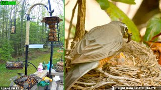 LGR Bird Feed  Bird Nest April 26 2024 [upl. by Tirrag]