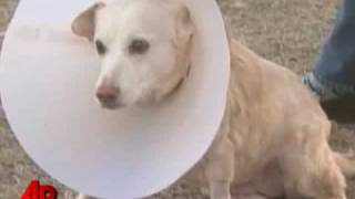 Owner Charged After Performing Surgery on Dog [upl. by Aihpledalihp]