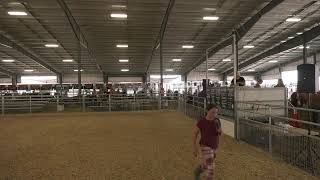 Umatilla County Fair 2024  4HFFA Dairy Cattle Show [upl. by Etteoj]