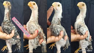 Parrot Beak Long Tail Chicks  8639717935  Rythu Market [upl. by Roderich264]