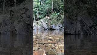 Cougal Cascades rock jumping and natural waterslide in Currumbin Valley 🌴 Jungle bathtubs [upl. by Darrick]