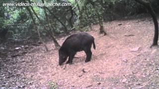 Marcassins à lentrainement  Bushnell Trophy Cam HD 119467 [upl. by Bryna558]