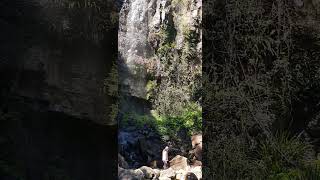 Springbrook National Park waterfall australia explorethebeautyofnature [upl. by Doxia628]