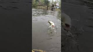 Vernon Lake  Leesville Louisiana  Kayak Bass Fishing [upl. by Ayatnwahs]