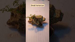 Build a Mini Succulent Terrarium Easy DIY [upl. by Leumhs548]