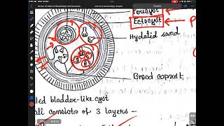 Echinococcus [upl. by Jeannine]