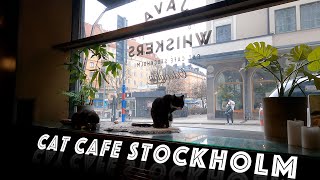 Cat cafe Stockholm Odenplan 2021 [upl. by Rame818]