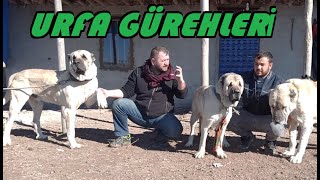 GÜNEYDOĞUNUN KADİM KÖPEKLERİ URFADA MEŞHUR OLDU [upl. by Yartnoed669]