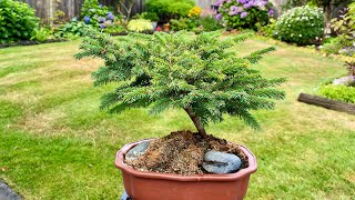 Summer Update Dwarf Norway Spruce 4K August 2024 [upl. by Furr389]