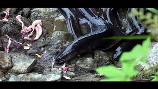 Hand Feeding New Zealand Longfinned Eels [upl. by Arand]