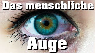 Biologie Das Auge [upl. by Darnok569]