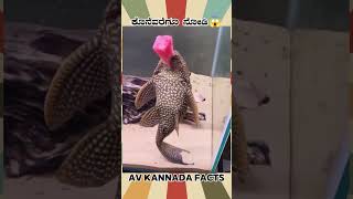 Hypos Fish Fact Video  kannada facts karnataka amazing youtubeshorts trendingshorts [upl. by Eener]