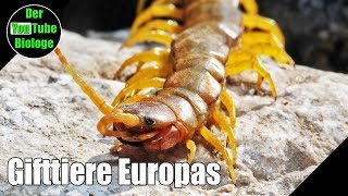 Skolopender und andere Hundertfüßer Europas [upl. by Rusel]