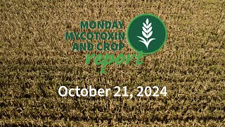 Monday Mycotoxin and Crop Report for October 21 2024 [upl. by Nored34]