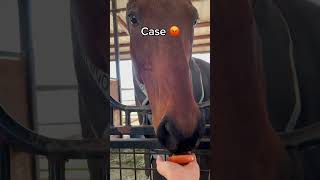 Giving Horses at our Barn ✨ Apples ✨ funny horse shorts trending [upl. by Rolyt]