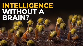 The Insane Biology of Slime Mold [upl. by Anawat]