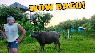 BAGONG CARABAO NI TATAY RIOT  BISAYA VERSION VLOG  BURDZ JASON [upl. by Oza835]