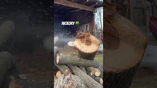 MS 400 slides through hickory stihl chainsaw tree bestchainsaw [upl. by Rebecca]